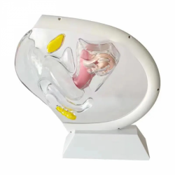 Модель женской репродуктивной системы Модель прозрачной матки Женская анатомическая модель UL-332B-1