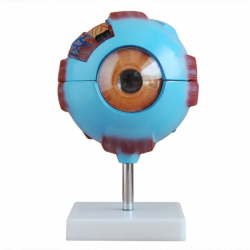 Модель гигантского глаза анатомическая модель UL-316