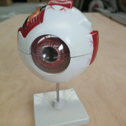 Модель человеческого глазного яблока из ПВХ 6-кратное увеличение UL-316