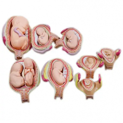 Модель анатомии развития плода человека при беременности Анатомическая модель органов таза 1-9 UL-439