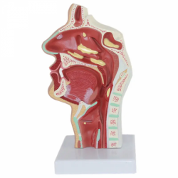 Анатомическая модель полости носа учебная модель патологии оториноларингологии модель полости носа строение носа рта UL-117