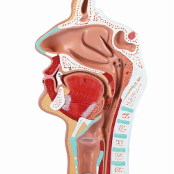Анатомическая модель носоглотки UL