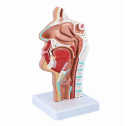 Анатомическая модель носоглотки UL