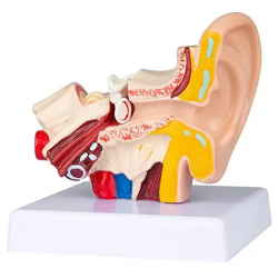Анатомия модели человеческого уха - анатомическая 3D-модель уха, увеличенная в 1,5 раза UL-UU
