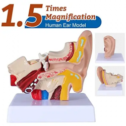 Анатомия модели человеческого уха - анатомическая 3D-модель уха, увеличенная в 1,5 раза UL-UU