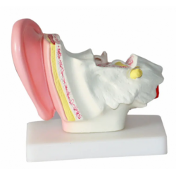 Анатомическая 3D модель уха, увеличенная в 1,5 раза UL