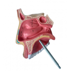 Модель строения носовой полости UL