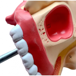 Модель строения носовой полости UL