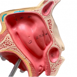 Модель строения носовой полости UL