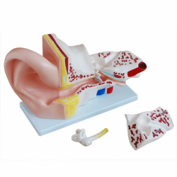 Анатомическая 3d модель человеческого уха увеличение в 3 раза  UL-015