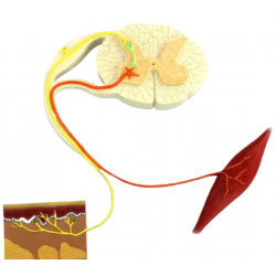 Модель рефлекторной дуги нерва человека UL