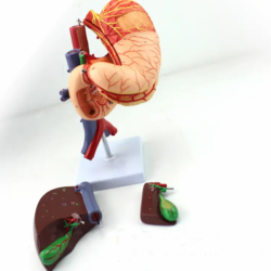 Человеческий желудок, печень, желчный пузырь, поджелудочная железа, двенадцатиперстная кишка, модель, анатомия пищеварительной с