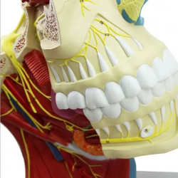Анатомическая модель черепа и нервов человека Модель головного мозга Модель анатомии черепной нервной системы UL-326-1