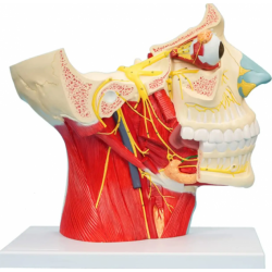 Анатомическая модель черепа с мышцами и нервами UL