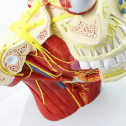 Анатомическая модель черепа с мышцами и нервами UL