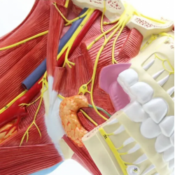 Анатомическая модель черепа с мышцами и нервами UL