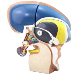 Анатомическая модель среза мозга  UL