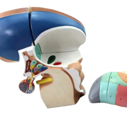 Анатомическая модель среза мозга  UL