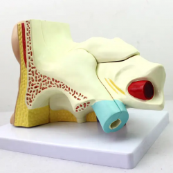 Биомедицинская модель человеческого уха с 5-кратным увеличением UL-03033