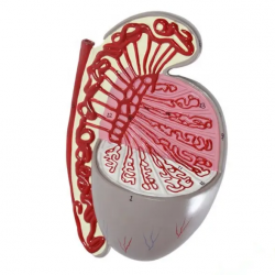 Модель анатомии яичка, модель яичка человека UL-326-1