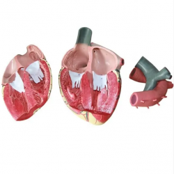 Образовательная анатомическая модель сердца UL-HE