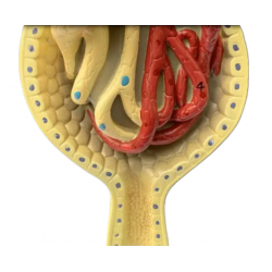 Модель почки, нефрона и клубочка UL
