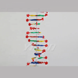 Модель ДНК UL-DNK