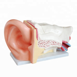 Медицинская модель гигантского уха человека UL-HE15