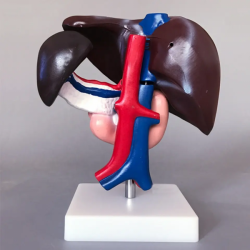 Поджелудочная железа Двенадцатиперстная кишка для медицинской науки Анатомическая модель печени человека UL-03034