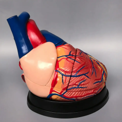 Анатомическая модель человеческого сердца  UL-3306