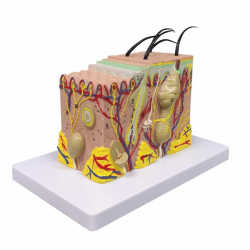 Анатомическая модель кожи Слои кожи Анатомическая модель Увеличенная в 35 раз  UL-05