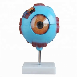 Гигантская модель глаза для преподавания медицинских наук UL-HE22