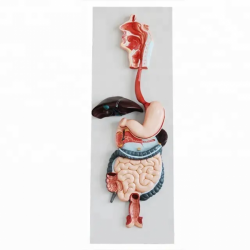 3D анатомическая модель пищеварительной системы человека для преподавания медицинских наук UL-HE9