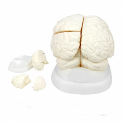 Медицинские модели анатомии головного мозга  UL-HE05