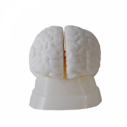 Медицинские модели анатомии головного мозга  UL-HE05