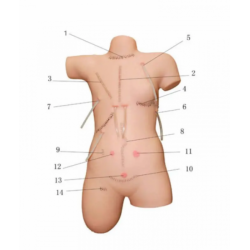 Модель перевязки швов на человеке UL