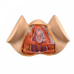 Модель гинекологической репродуктивной системы женская модель анатомии промежности с 20 частями UL-XV26