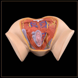 Модель гинекологической репродуктивной системы женская модель анатомии промежности с 20 частями UL-XV26