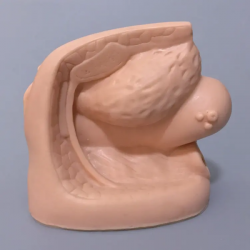 Ручная роспись ремесло и анатомическая модель половых органов человека  UL-332C
