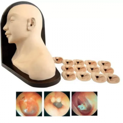 Многофункциональные модели для осмотра и лечения уха Модели ухода за человеческим ухом UL-HE