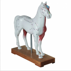 Учебные ресурсы Модель акупунктуры животных Модель акупунктуры лошадей для ветеринарных диагностических исследований UL-602