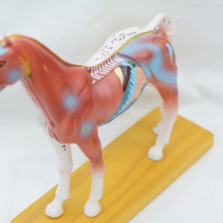 Модель иглоукалывания лошади для обучения студентов UL-08002