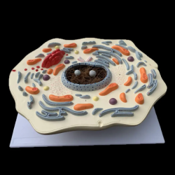 Модель субмикроскопической структуры клеток животных UL-09002