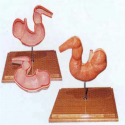 Анатомическая модель желудка лошади из ПВХ  UL-20016