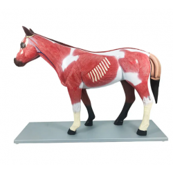 Анатомическая модель лошади