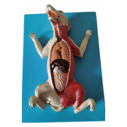 Анатомическая модель собаки YL2-700215