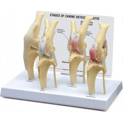 Модель коленного сустава собаки при остеоартрите,  4-этапная демонстрационная модель UL