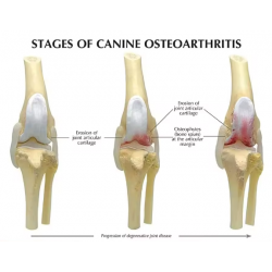 Модель коленного сустава собаки при остеоартрите,  4-этапная демонстрационная модель UL