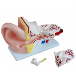 Модель уха, 5-кратное увеличение, 3 части YL-303A