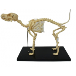 Скелет собаки, анатомическая модель